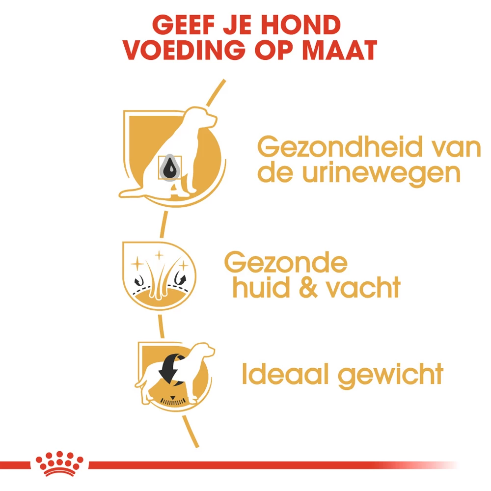 Royal Canin Bichon Frisé Adult - Hondenvoer 6 Royal Canin Bichon Frisé Adult - Hondenvoer - Afbeelding 6