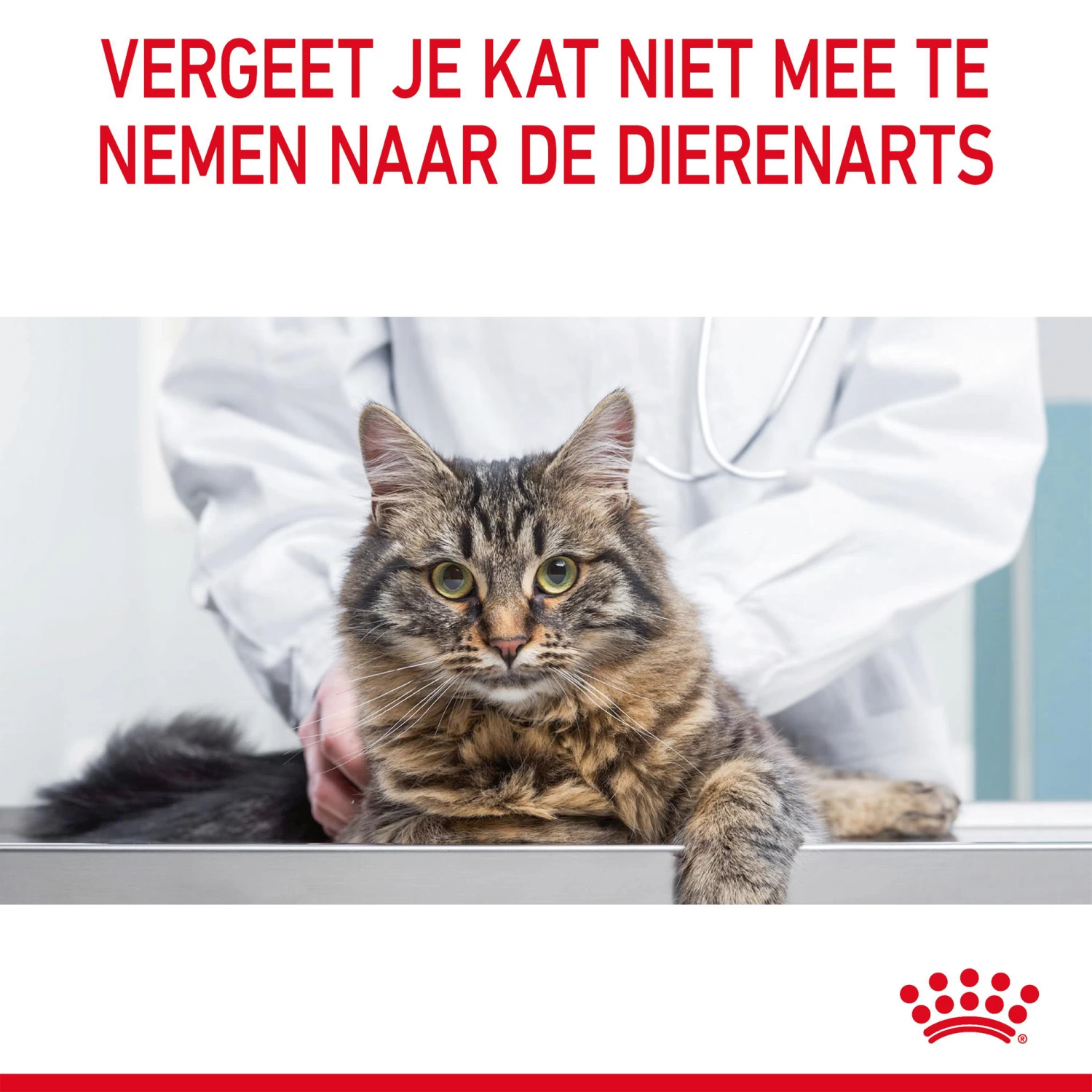 Royal Canin Digestive Care In Gravy - Kattenvoer 11 Royal Canin Digestive Care In Gravy - Kattenvoer - Afbeelding 11