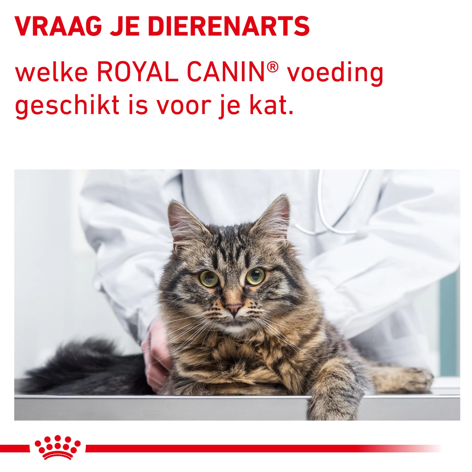 Royal Canin VCN - Mature Consult Balance - Cat - Maaltijdzakje 5 Royal Canin VCN - Mature Consult Balance - Cat - Maaltijdzakje - Afbeelding 5