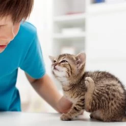 Beaphar Fiprotec Spray -Happy Paws Verkoop beaphar fiprotec spray 213596 2000 none