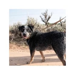 Carhartt Journeyman Leash -Happy Paws Verkoop carhartt journeyman leash 187047 1000 none