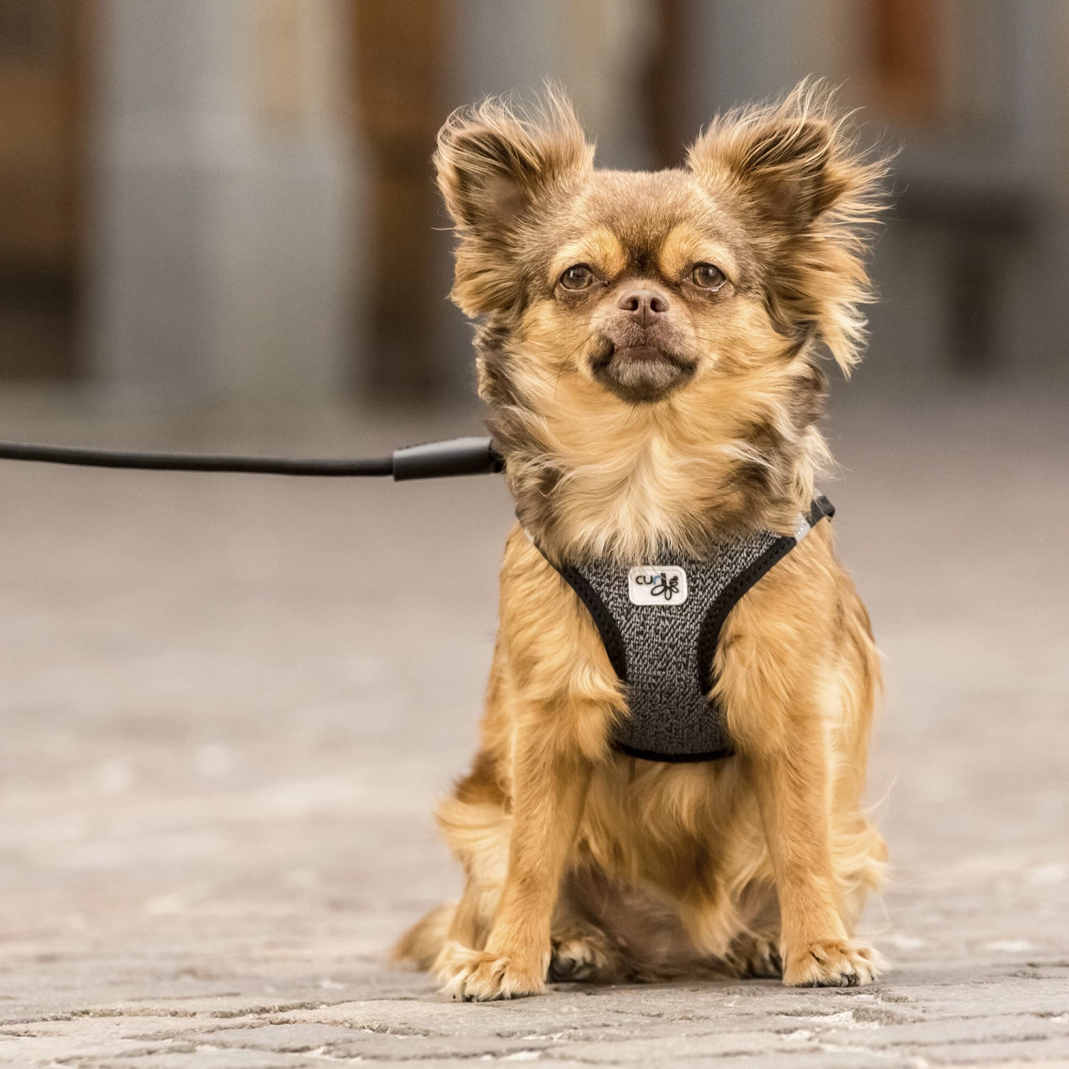 Curli Vest Harness Merino 8 Curli Vest Harness Merino - Afbeelding 8