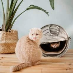 District 70 Can -Happy Paws Verkoop district 70 can 133825 0500 none