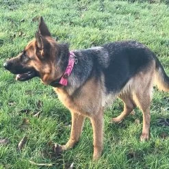 DWAM Halsband Boho Rosa -Happy Paws Verkoop dwam halsband boho rosa 133652 2000 none