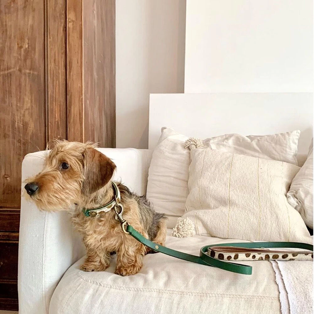 DWAM Hondenriem Ivy 5 DWAM Hondenriem Ivy - Afbeelding 5