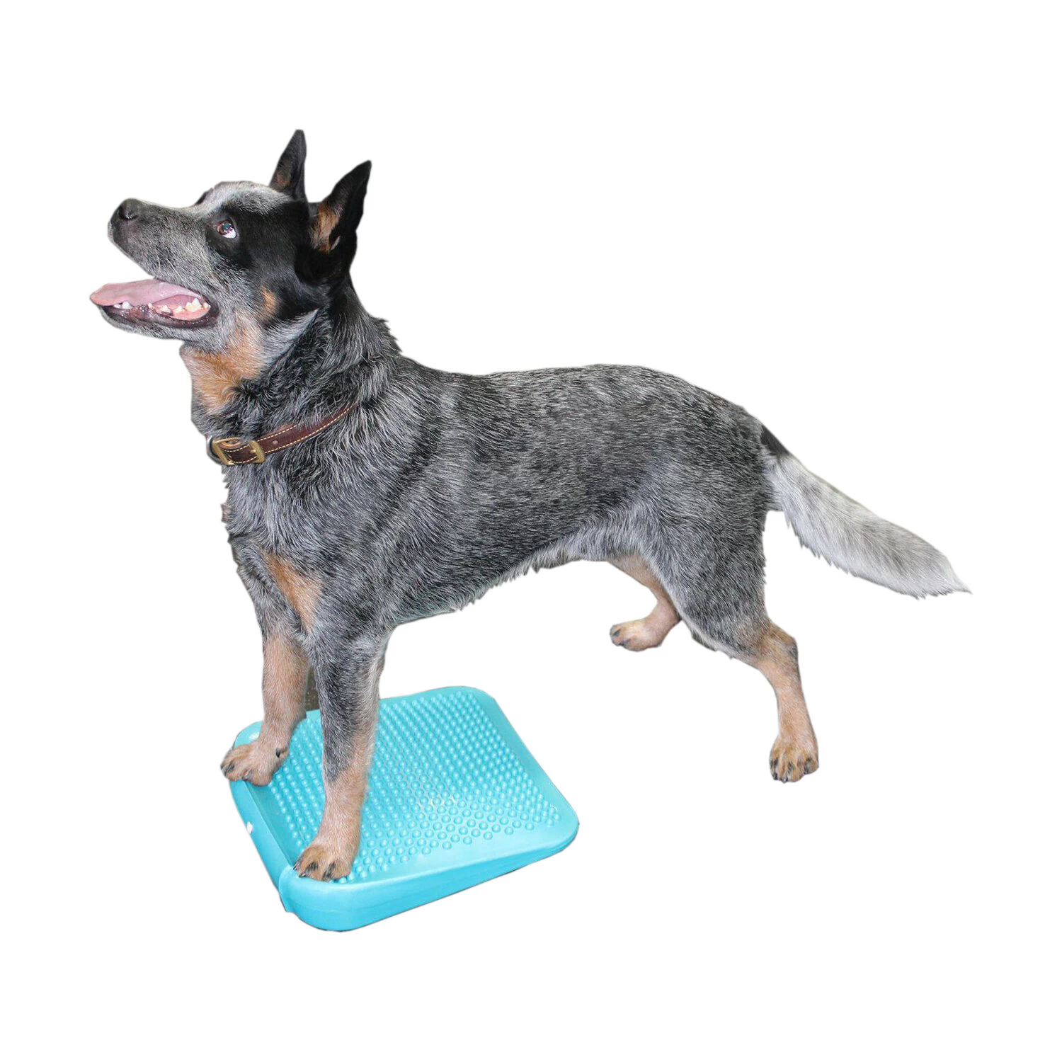 FitPAWS Balance Ramp 2 FitPAWS Balance Ramp - Afbeelding 2