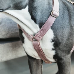 Kentucky Dogwear Hondenharnas Velvet Loop -Happy Paws Verkoop kentucky dogwear hondenharnas velvet loop 219284 0500 none