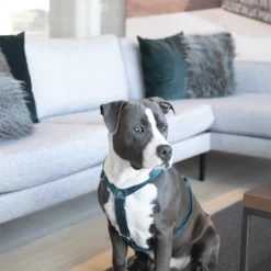 Kentucky Dogwear Hondenharnas Velvet Loop -Happy Paws Verkoop kentucky dogwear hondenharnas velvet loop 219293 0500 none