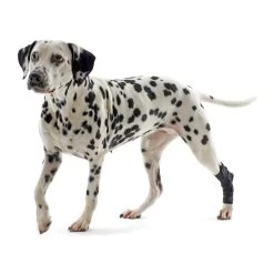 Kruuse Rehab Hakbeschermer 16 Kruuse Rehab Hakbeschermer -Happy Paws Verkoop kruuse rehab hakbeschermer 142268 2000 none