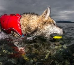 Kurgo Skipping Stones -Happy Paws Verkoop kurgo skipping stones 99608 0500 none