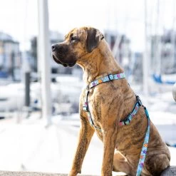 Max & Molly H-Hondenharnas - Blue Ocean 11 Max & Molly H-Hondenharnas - Blue Ocean -Happy Paws Verkoop max molly h hondenharnas blue ocean 221604 2000 none