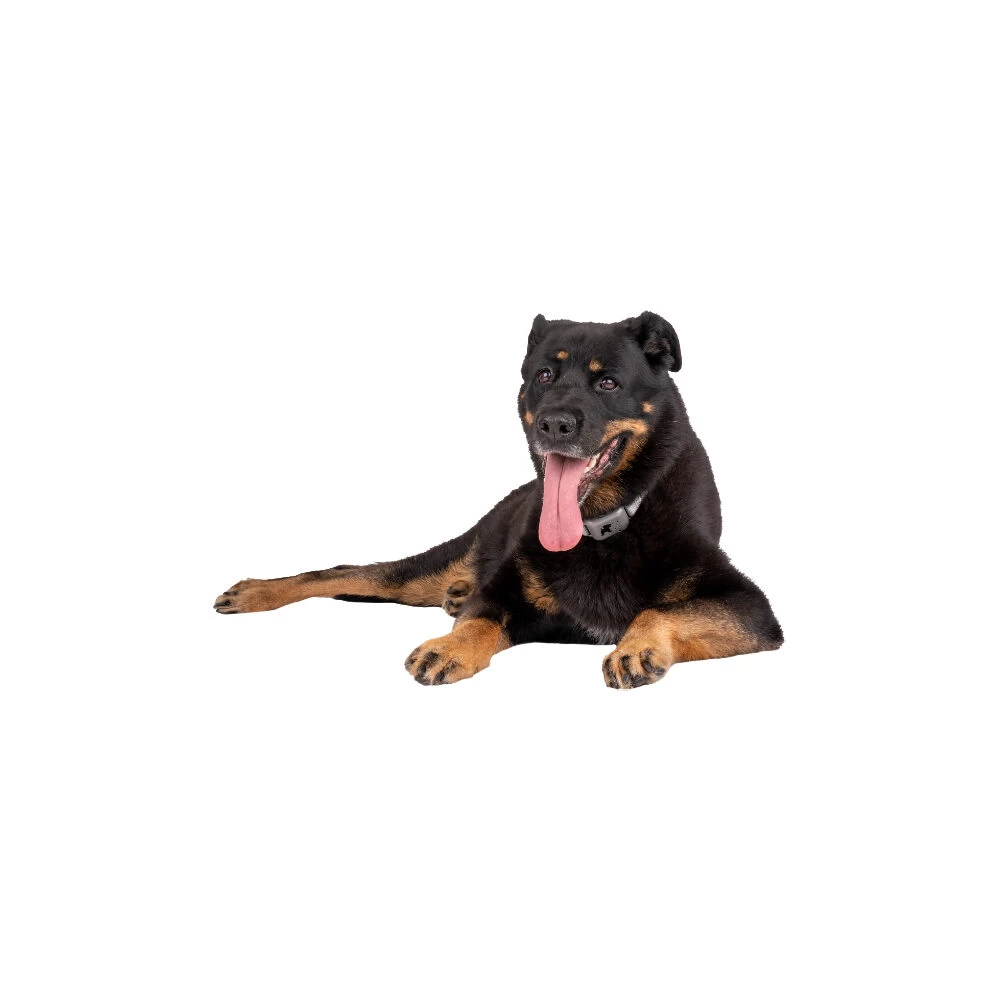 Pavlov Digitale Anti-blaf Halsband 6 Pavlov Digitale Anti-blaf Halsband - Afbeelding 6