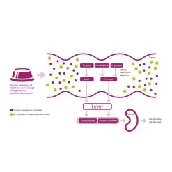 Porus One -Happy Paws Verkoop porus one 134455 1000 none