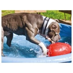 Jolly Egg -Happy Paws Verkoop product jolly egg none 4 1496839894 86968