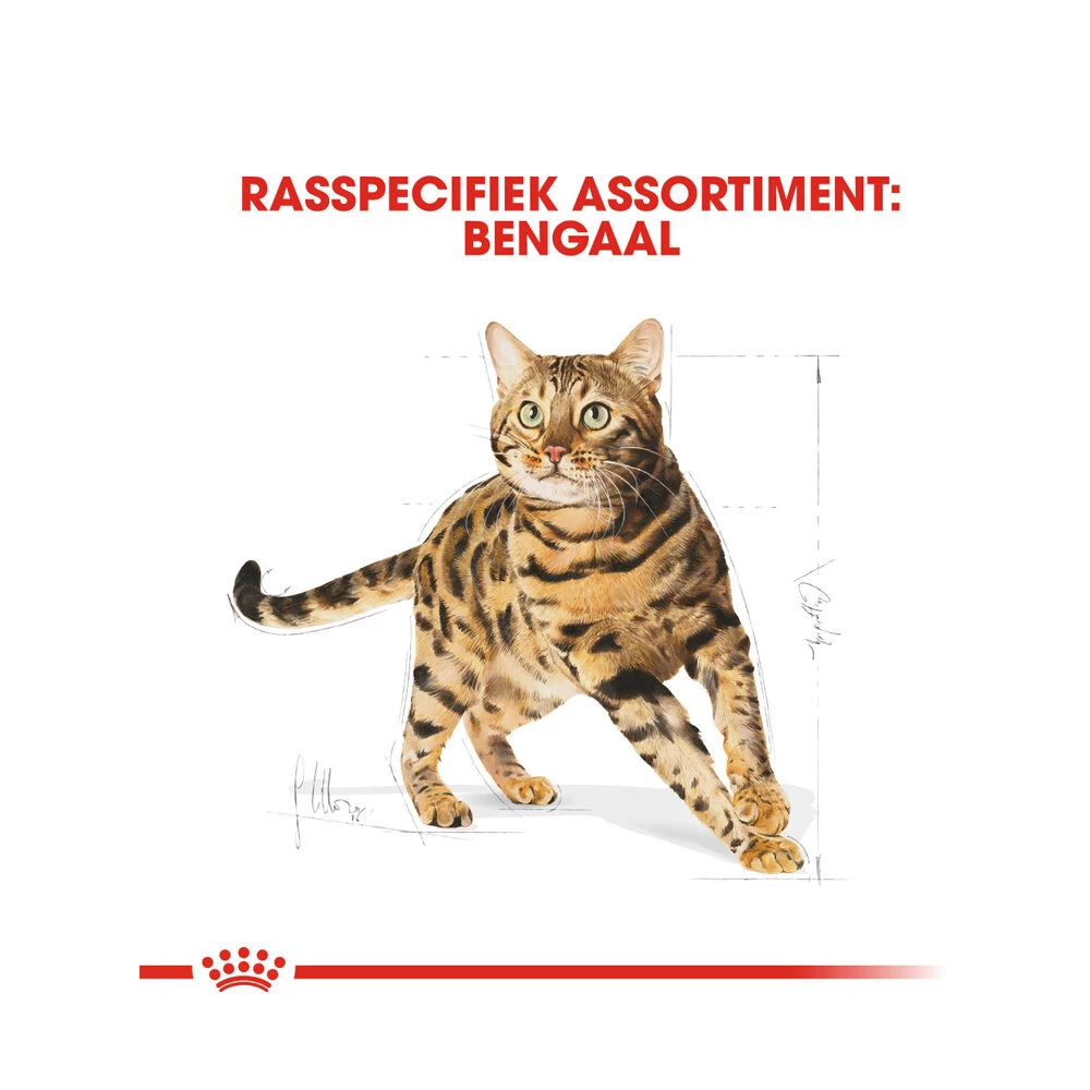 Royal Canin Adult Bengal - Kattenvoer 5 Royal Canin Adult Bengal - Kattenvoer - Afbeelding 5