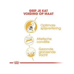 Royal Canin Adult Bengal - Kattenvoer 16 Royal Canin Adult Bengal - Kattenvoer -Happy Paws Verkoop royal canin adult bengal kattenvoer 175531 1000 none