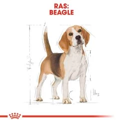 Royal Canin Beagle Adult - Hondenvoer -Happy Paws Verkoop royal canin beagle adult hondenvoer 137299 1000 none