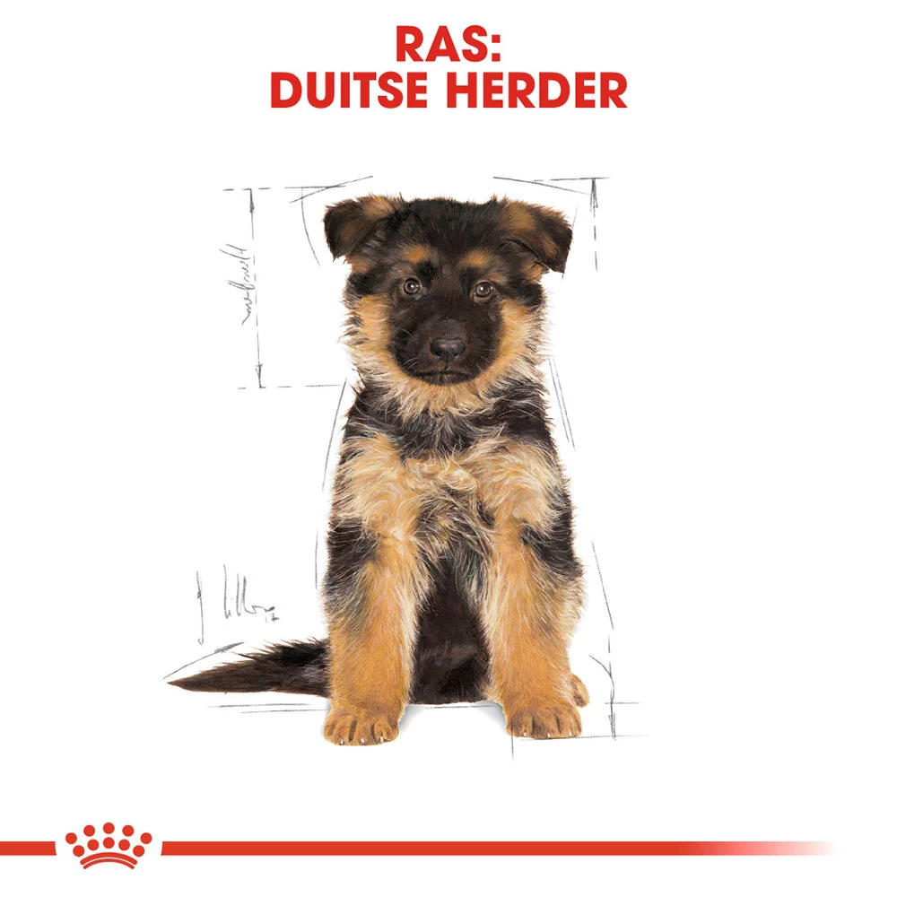 Royal Canin German Shepherd Puppy- Hondenvoer 7 Royal Canin German Shepherd Puppy- Hondenvoer - Afbeelding 7