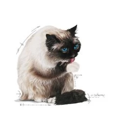 Royal Canin Hairball Care In Jelly - Kattenvoer 7 Royal Canin Hairball Care In Jelly - Kattenvoer -Happy Paws Verkoop royal canin hairball care in jelly kattenvoer 224004 0500 none