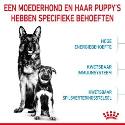 Royal Canin Maxi Starter Mother & Babydog - Hondenvoer -Happy Paws Verkoop royal canin maxi starter mother babydog hondenvoer 206858 2000 none