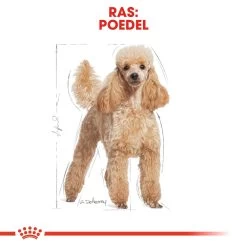 Royal Canin Poodle Adult - Hondenvoer -Happy Paws Verkoop royal canin poodle adult hondenvoer 139669 1000 none