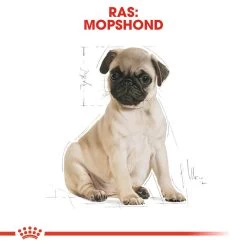 Royal Canin Pug Puppy - Hondenvoer -Happy Paws Verkoop royal canin pug puppy hondenvoer 139891 1000 none