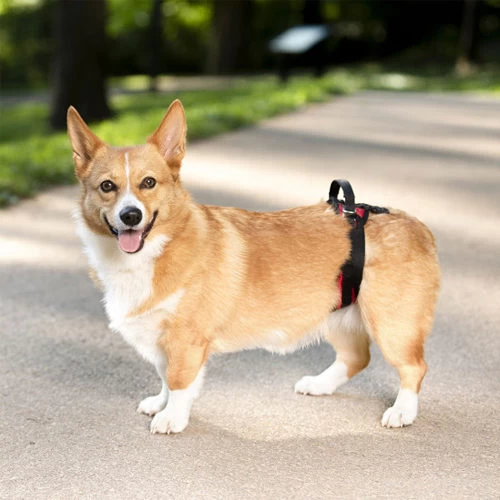 PetSafe Carelift - Draagsysteem Voor De Hond 15 PetSafe Carelift - Draagsysteem Voor De Hond - Afbeelding 15